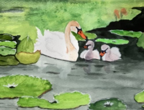 Frances – Swans on the Lake- A Watercolour Painting